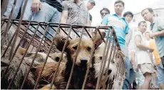  ?? CHINATOPIX VIA AP ?? Dogs in cages are sold by vendors at a market during a dog meat festival in Yulin inside south China’s Guangxi Zhuang Autonomous Region on Sunday.