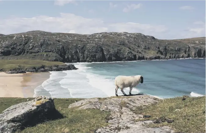  ??  ?? 0 This lamb seems oblivious to the spectacula­r waves rolling into Valtos (Bhaltos) beach on the north-west coast of Lewis and Harris in this picture from reader Bob Douglas.