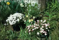  ??  ?? Candytuft Snowdrift, yellow columbine, verbena, dianthus and tiny purple grape hyacinth are scattered next to the pots in the Reppert garden.