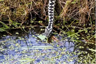  ??  ?? An adder drinks from a stream. They eat insects and amphibians as well as small mammals and birds.
