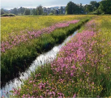  ?? Foto: Claudia Eglseer ?? Blühende Landschaft: Das Schmuttert­al im Landkreis Augsburg ist ein Natura 2000 Gebiet.