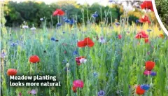  ??  ?? Meadow planting looks more natural