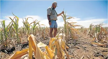  ?? Picture: JAMES OATWAY ?? STUNTED: Paul van der Walt examines his failed maize crop on his drought-hit farm in North West