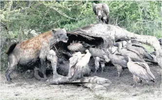  ??  ?? A HYENA and vultures feed on the carcass of a giraffe in Kruger National Park in this 2009 file picture.
| REUTERS