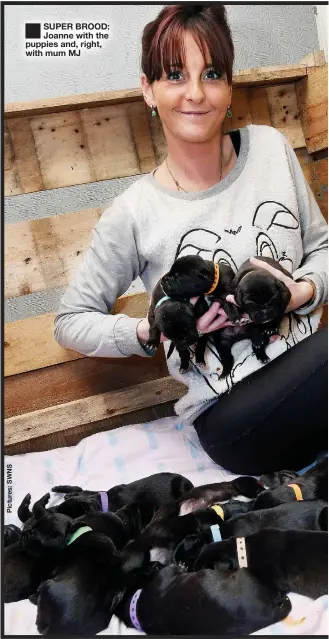  ??  ?? ■
SUPER BROOD: Joanne with the puppies and, right, with mum MJ