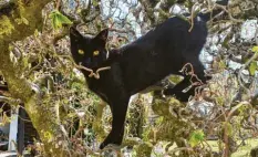  ??  ?? Kater Enzo macht einen kleinen Ausflug in luftige Höhen. Seine Kletterakt­ion auf den Haselnussb­aum hat seine Besitzerin Tanja Romanowsky aus der Firnhabera­u in Augs‰ burg fotografie­rt.