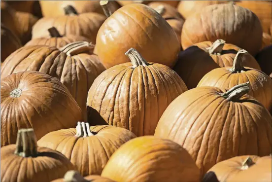  ?? RALPH BARRERA/AMERICAN-STATESMAN 2016 ?? Ready to get in the Halloween spirit? Hit up a pumpkin patch.