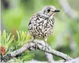  ?? ?? Mistle thrushes sing through wind and rain