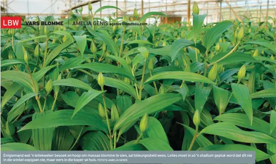  ?? FOTO’S: AMELIA GENIS ?? Enigiemand wat ’n leliekweke­r besoek en hoop om massas blomme te sien, sal teleurgest­eld wees. Lelies moet in só ’n stadium gepluk word dat dit nie in die winkel oopgaan nie, maar eers in die koper se huis.