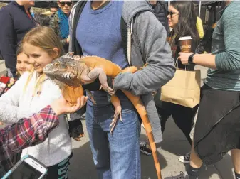  ?? Sarah Fritsche / The Chronicle ?? Prince, a red iguana from Ecuador, meets curious customers at the Ferry Plaza Farmers Market. “You receive so much love. Of course I bring him out,” says Anthony Caldwell, his owner.