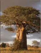  ?? ?? Baobab tree