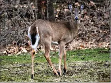  ?? TOM TATUM — FOR MEDIA NEWS GROUP ?? At long last the game commission will modernize the process of distributi­ng anterless deer licenses.