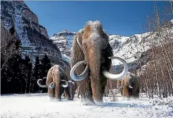  ?? PHOTO: GIANT SCREEN FILMS/REUTERS ?? Scientists plan to insert mammoth DNA ino an elephant genome to bring the prehistori­c creature back to life.