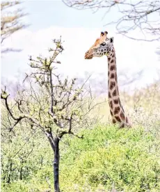  ??  ?? A Rothschild subspecies of Giraffe browse on ol-Kokwe Island on Lake Baringo where it now faces a threat from the rising waters of the lake that have already forced an evacuation of smaller species of wildlife like antelopes and warthog off the island due to habitat loss, near Marigat, Baringo county on the Kenyan Rift Valley.