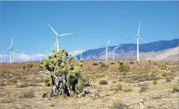  ?? Avangrid Renewables ?? AVANGRID RENEWABLES has started constructi­on on the 12,000-acre Tule Wind Project in the McCain Valley in east San Diego County. Above is the company’s 189-megawatt Manzana wind farm in Kern County.