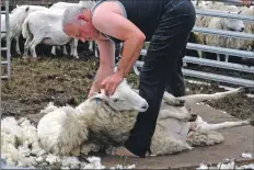  ??  ?? A sheepshear­er shows off his skills in the livestock pens. Photograph: Sara Bain.