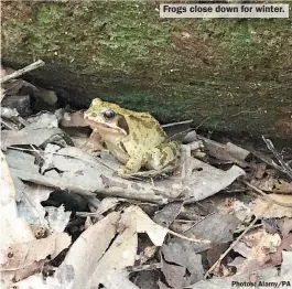  ?? Photos: Alamy/PA ?? Frogs close down for winter.