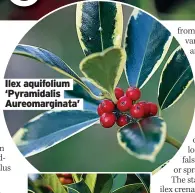  ?? ?? Ilex aquifolium ‘Pyramidali­s Aureomargi­nata’