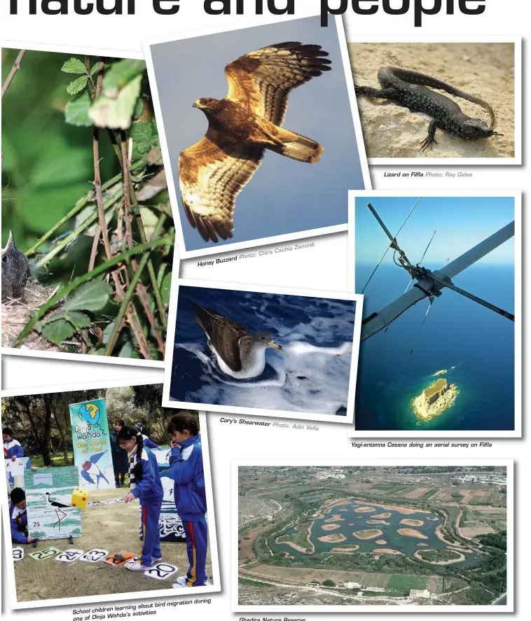  ??  ?? Photo: d Buzzar Honey bird migration
during learning about School children
Wahda's activities one of Dinja Zamm
it Cachia Chirs Cory's Shearwater Photo:Adin
Vella
Ghadira Nature Reserve
Lizard on Filfla Photo: Ray Galea
Yagi-antenna Cessna doing...