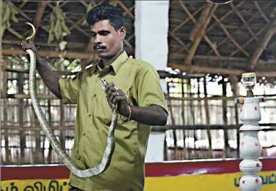  ?? ARUN SANKAR / AGENCE FRANCE-PRESSE ?? Snakecatch­er Kali prepares a cobra for the extraction of its venom on the outskirts of Chennai. The work of Kali and other members of the Irula tribe is crucial for the production of anti-venom in the country with the world’s highest number of deaths...