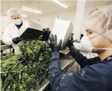  ?? DARREN BROWN ?? Canopy Growth employees process medical marijuana in the cannabis company’s facility in Smiths Falls, Ont.