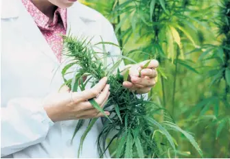  ??  ?? Il sera possible de cultiver jusqu’à quatre plants de cannabis à des fins personnell­es.