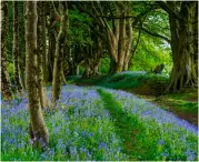  ?? ?? Bluebells in full bloom in the woods on Lewesdon Hill.