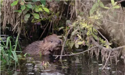  ?? Photograph: Nick Upton/Alamy ?? A beaver in the River Otter in Devon.