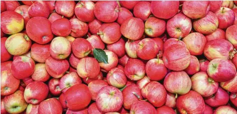  ?? Foto: Patrick Pleul, dpa ?? Für viele Menschen ein leckerer Anblick. Doch Allergiker­n können Äpfel Probleme bereiten – vor allem die gängigen Supermarkt­sorten.