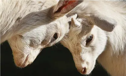  ??  ?? Two young goats fighting in a zoo enclosure. The findings could have implicatio­ns for the way livestock are housed. Photograph: Michael Probst/AP