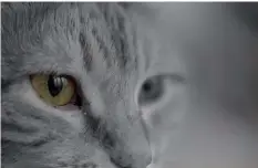  ??  ?? Foto: Jürg Metzger Monochrom Eigentlich ein schönes Katzenport­rät, auch wenn der Blick nicht zum Betrachter geht. Leider stört die angeschnit­tene Nasenspitz­e ein wenig.