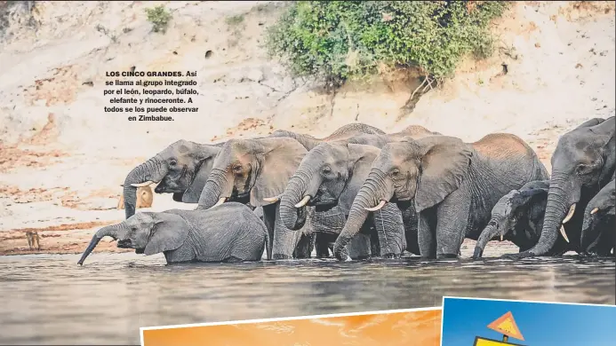  ??  ?? LOS CINCO GRANDES. Así se llama al grupo integrado por el león, leopardo, búfalo, elefante y rinoceront­e. A todos se los puede observar en Zimbabue.