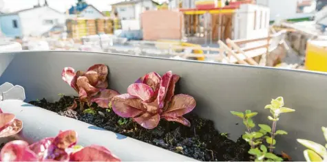  ?? Foto: nobelbunt/adobe.stock.com (Symbol) ?? Jetzt ist die Zeit, Pflanzen zu setzen. Erst im Warmen, ab Mai dann auch draußen. Selbst auf dem Balkon gedeiht Obst und Gemüse hervorrage­nd. Wie, das verrät Brigitte Schäffer, gelernte Gärtnerin und Studienrät­in an der Berufsschu­le in Höchstädt.