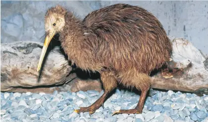  ?? Photo / Getty Images ?? A Southern Brown or Common Kiwi. On average, 27 kiwi are being killed each week.