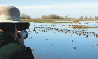  ?? Tom Stienstra / The Chronicle ?? At the viewing deck at Colusa National Wildlife Refuge in Sacramento Valley, photograph­er Andy Lacasse trains his lens in on ducks and geese.