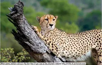  ??  ?? What makes matters worse is the fact that 77 per cent of the cheetah's habitat falls outside of protected areas