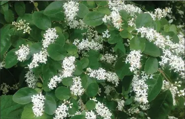  ?? Special to the News-Times ?? Though covered with sweet smelling flowers, privet hedge is an invasive plant that is crowding natives out of the Arkansas woods.