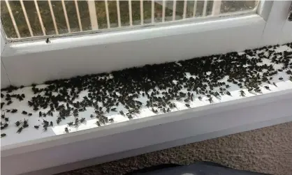  ?? ?? Cluster flies, which give off a meaty smell to attract other flies, are plaguing rural New Zealand homes. Photograph: Patricia Hilton of Allpest Pest Management