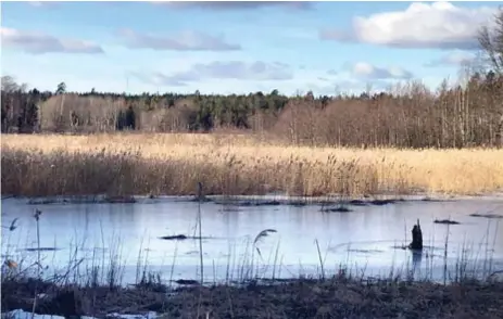  ?? FOTO: LISA HALLDÉN ?? SPECIELL MILJÖ. Sjön är igenvuxen, vilket skapar ett särskild ekologisk miljö. ”Så sent som på 1970-talet kunde man fiska efter både gädda och abborre här”, säger kommunens ekolog Anders Dagsberg.