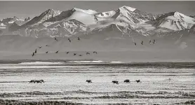  ?? Christophe­r Miller / New York Times ?? U.S. Bureau of Land Management issued drilling leases Tuesday covering nearly 685 square miles in Alaska’s Arctic National Wildlife Refuge.