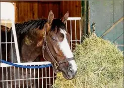  ?? Skip Dickstein / Special to the Times Union ?? Masquepara­de, owned by Bill Babin of New Orleans, will run in the Midsummer Derby on Saturday.