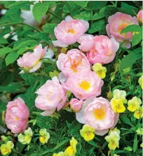  ??  ?? HEAVEN SCENT: English roses add glamour to a border, top, and, above, the beautiful blooms of Scarboroug­h Fair mixed with violas