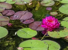  ??  ?? A pink waterlily blooms in the pond.