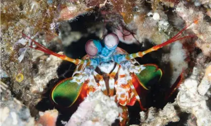  ?? Photograph: Ed Brown/Alamy ?? Dumaguete, Philippine­s. A peacock mantis shrimp looks out from its burrow.