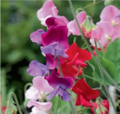  ??  ?? ABOVE: Sweet pea, Lathyrus Odoratus BELOW: Rose, Rosa Gertrude Jekyll