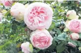  ??  ?? In the pink . . . Fat flowers adorn a stunning climbing rose.