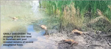  ??  ?? GRISLY DISCOVERY: The dropping of the river level in Horsham weir pool revealed remains of several slaughtere­d foxes.