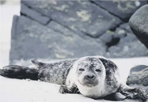  ??  ?? 0 In Scotland it is an offence to intentiona­lly or recklessly harass seals in such areas and signs have been erected