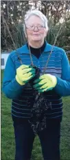  ??  ?? Margaret Sinnott with three May bushes that she is going to plant at her home and at the Five Crossroads Cross in Blackwater.