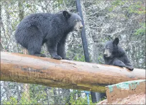  ?? SHARON MONTGOMERY-DUPE/CAPE BRETON POST ?? Two Rivers Wildlife Park cub sisters Natalie and Honey have fun playing in a section of the new bear enclosure being built at the park. The enclosure was originally built for the former park cub Little Bear after people across Canada and the United...